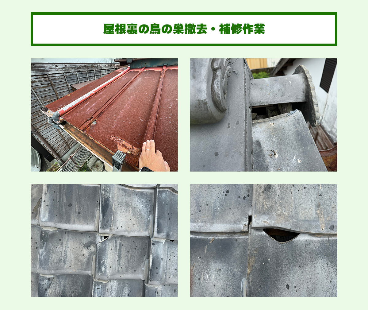 屋根裏の鳥の巣撤去・補修作業