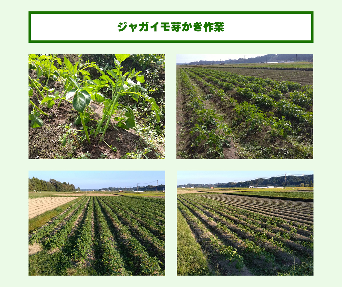 ジャガイモ芽かき作業